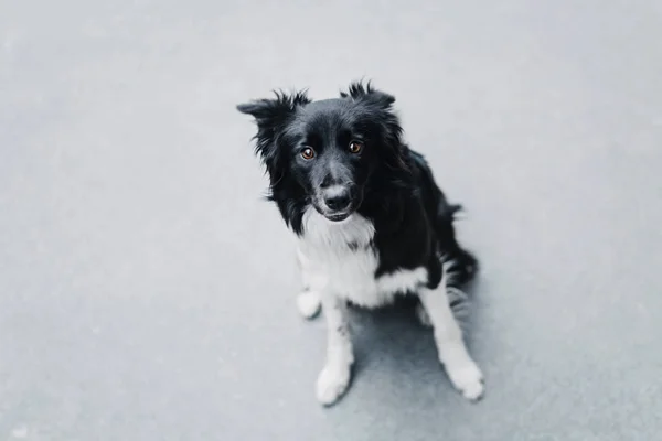 ボーダーコリー犬の屋外 — ストック写真