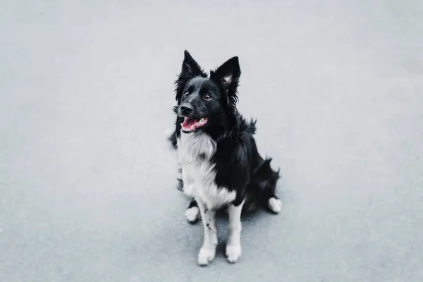 ボーダーコリー犬の屋外 — ストック写真
