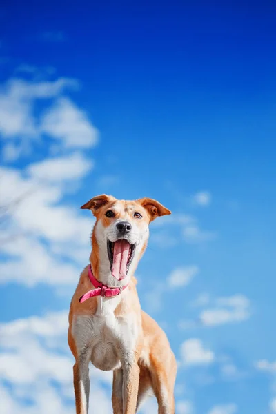 Köpek Dışarıda Baharda Yürüyen — Stok fotoğraf