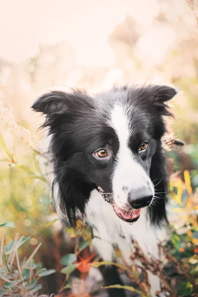 Fronteira Collie Cão Livre — Fotografia de Stock