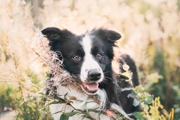 Kenar Kömür Ocağı Köpek Açık — Stok fotoğraf