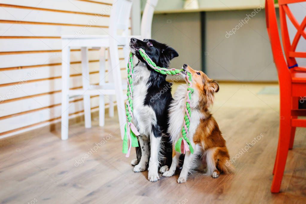 Two Border Collie dogs posing at home