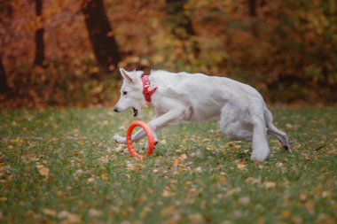 Beyaz İsviçre çoban Güz