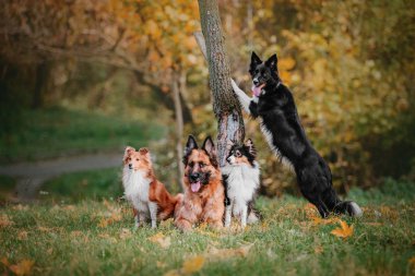 Gündüz parkta oturan eğitimli farklı köpekler