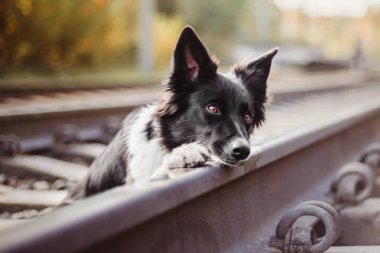 Kenar kömür ocağı köpek açık