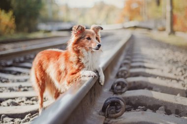 açık havada gündüz oynayan sevimli köpek