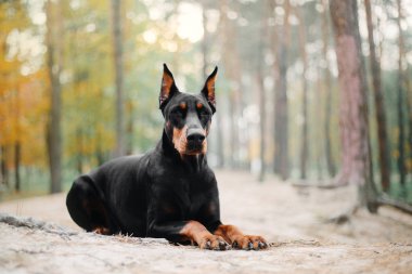 Doberman Pinscher köpek Güz