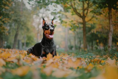 Doberman Pinscher köpek Güz