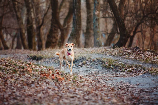 春の外を歩く犬 — ストック写真