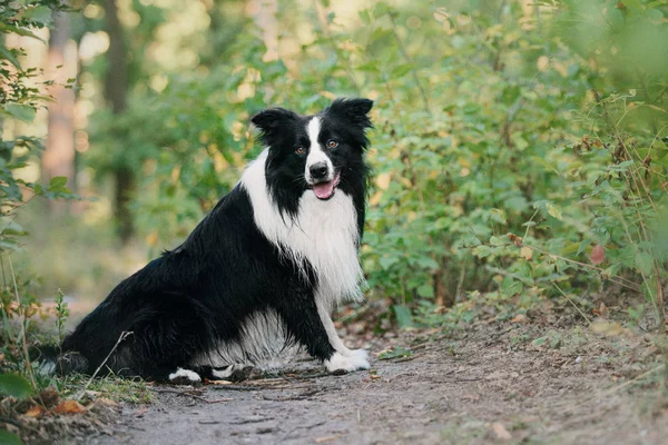 Fronteira Collie Cão Livre — Fotografia de Stock