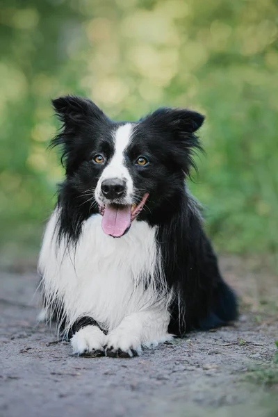 Kenar Kömür Ocağı Köpek Açık — Stok fotoğraf