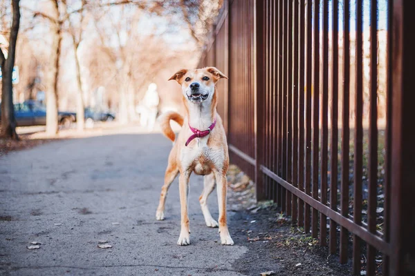 Hond Wandelen Buiten Het Voorjaar — Stockfoto