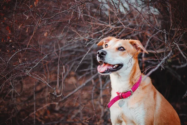 Köpek Dışarıda Baharda Yürüyen — Stok fotoğraf