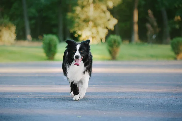 Confine Collie Cane All Aperto — Foto Stock