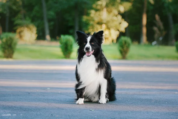 Border Collie Hond Buiten — Stockfoto