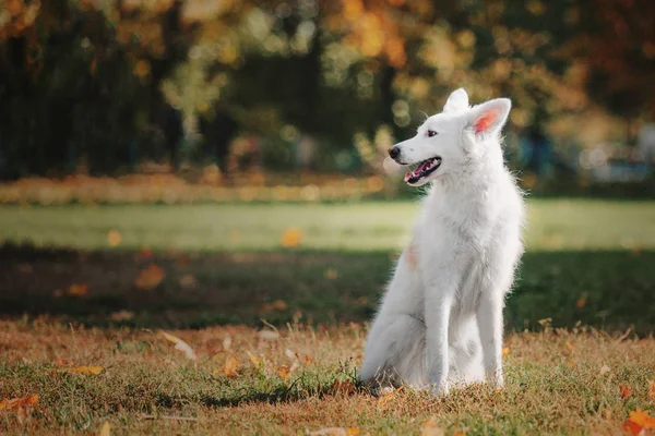 Perro Blanco Acostado Parque Otoño —  Fotos de Stock