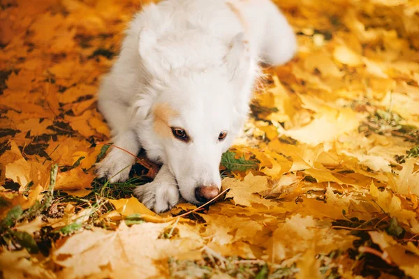 秋に横になっている白い犬の外葉します — ストック写真