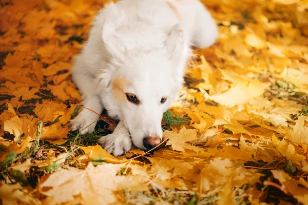 Perro Blanco Acostado Otoño Hojas Aire Libre —  Fotos de Stock