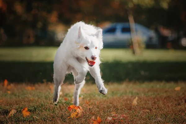 Cão Branco Deitado Parque Outono — Fotografia de Stock