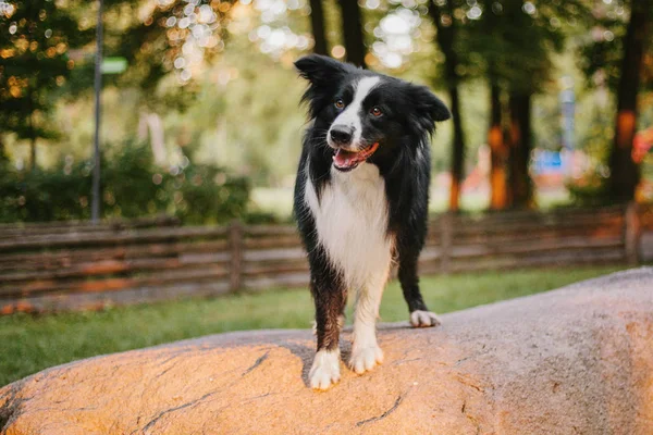 Border Collie Chien Plein Air — Photo