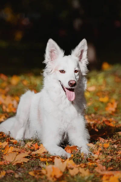 Weißer Hund Liegt Herbstlaub Freien — Stockfoto