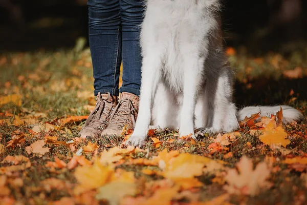 Female Legs Cute Dog Autumn Park — Stock Photo, Image