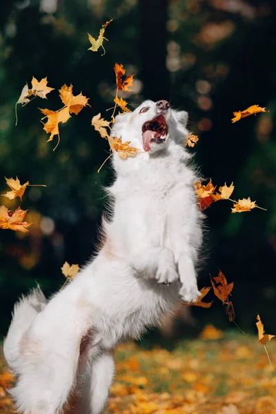 Vit Hund Leker Med Lämnar Utomhus — Stockfoto