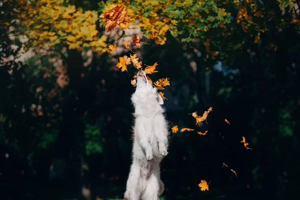 Açık Havada Yaprakları Ile Oynayan Beyaz Köpek — Stok fotoğraf