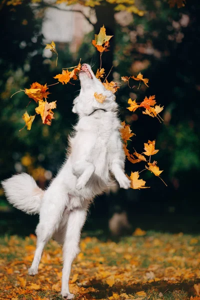 Cão Branco Brincando Com Folhas Livre — Fotografia de Stock