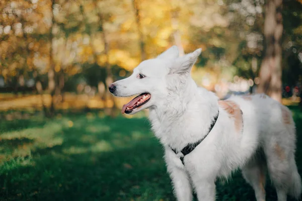 Белый Пес Лежит Осеннем Парке — стоковое фото