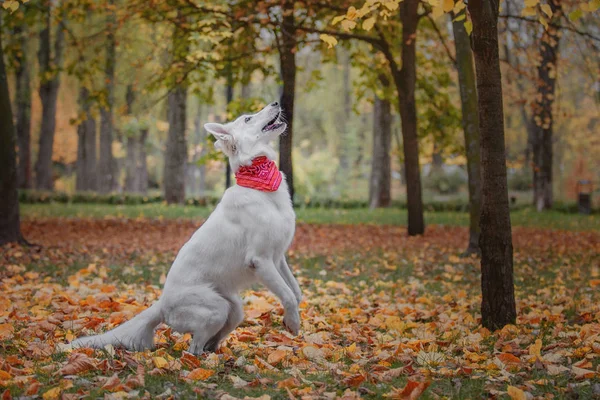 Белая Швейцарская Овчарка Осенью — стоковое фото
