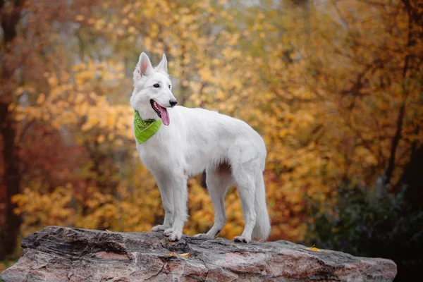 White Swiss Shepherd Autumn — Stock Photo, Image