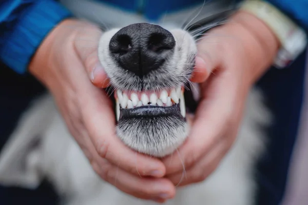 男性の手持ち株かわいい犬 — ストック写真