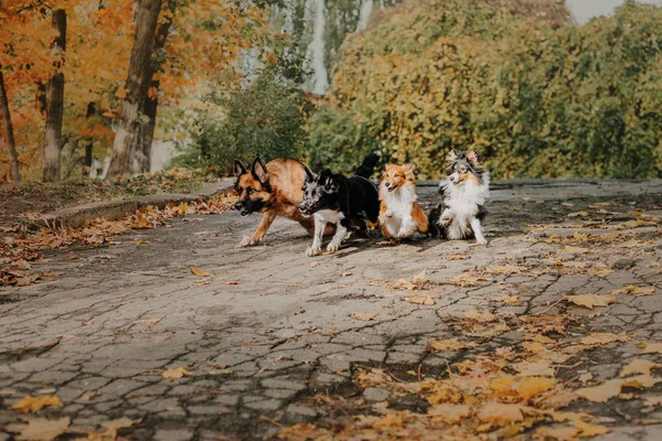 Тренировал Разных Собак Играть Парке Дневное Время — стоковое фото