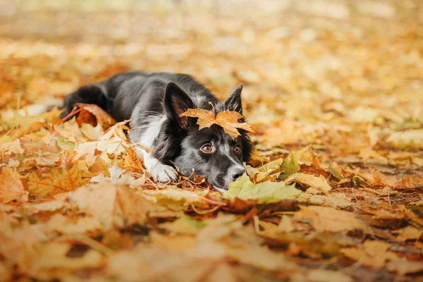 Confine Collie Cane All Aperto — Foto Stock