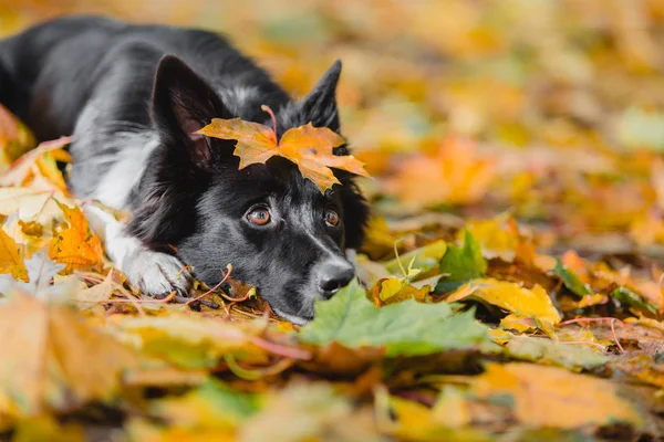 Frontera Collie Perro Aire Libre —  Fotos de Stock