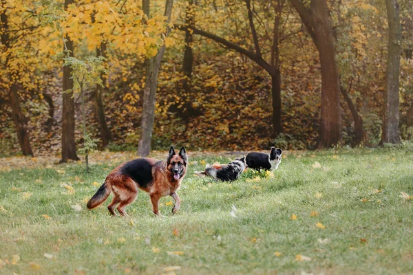 Ausgebildete Hunde Spielen Tagsüber Park — Stockfoto