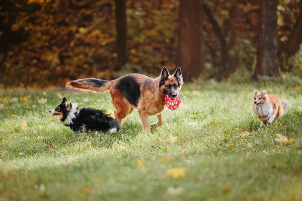 Entrenado Diferentes Perros Jugando Parque Durante Día — Foto de Stock