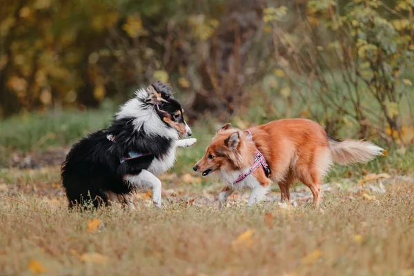 Treinado Cães Diferentes Que Jogam Parque Durante Dia — Fotografia de Stock