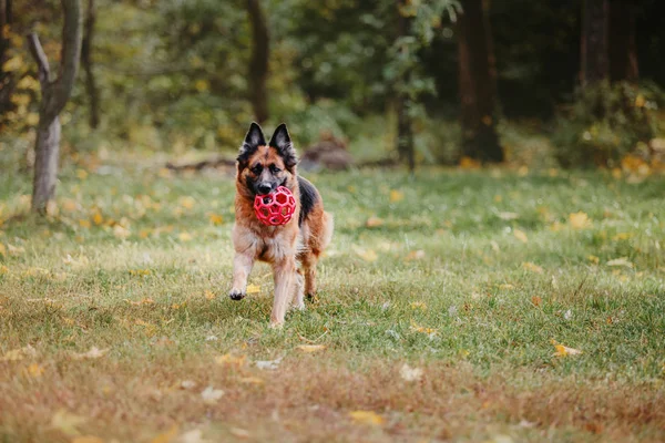Schäferhund Spielt Tagsüber Freien — Stockfoto