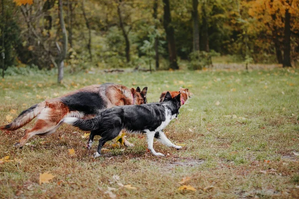 Allenati Diversi Cani Che Giocano Nel Parco Durante Giorno — Foto Stock