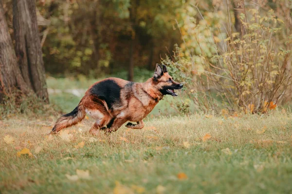 Koyun Açık Havada Gündüz Oynayan Köpek — Stok fotoğraf