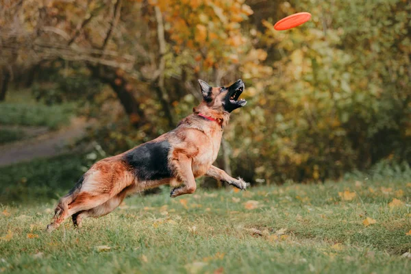 Perro Oveja Jugando Aire Libre Durante Día — Foto de Stock