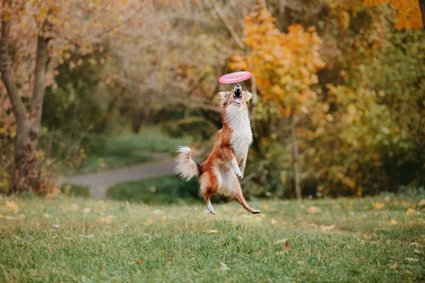 Cute Dog Playing Frisbee Outdoors Daytime — Stock Photo, Image