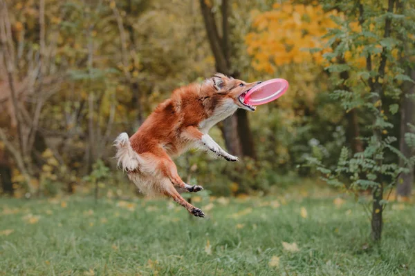 Χαριτωμένος Σκύλος Παίζει Frisbee Εξωτερικούς Χώρους Κατά Διάρκεια Της Ημέρας — Φωτογραφία Αρχείου