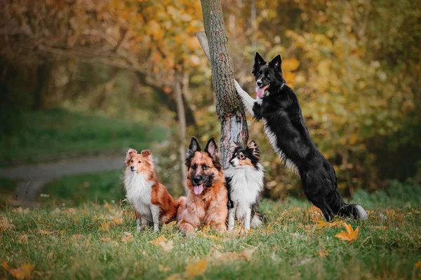 Trained Different Dogs Sitting Park Daytime — Stock Photo, Image