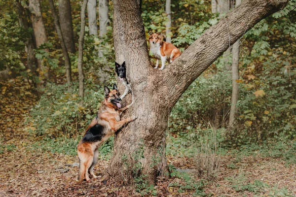 Ausgebildete Hunde Spielen Tagsüber Park — Stockfoto