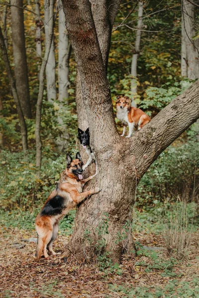 Gündüz parkta oynarken eğitimli farklı köpekler