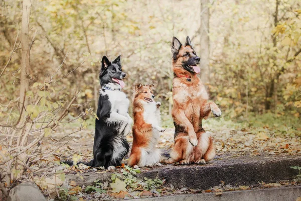 Тренированные Различные Собаки Сидят Парке Дневное Время — стоковое фото