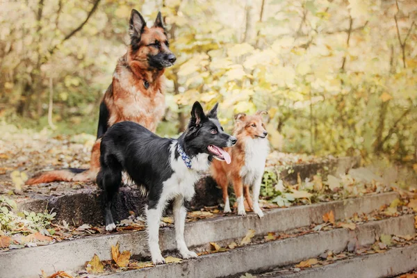 Border Collie Pies Odkryty — Zdjęcie stockowe